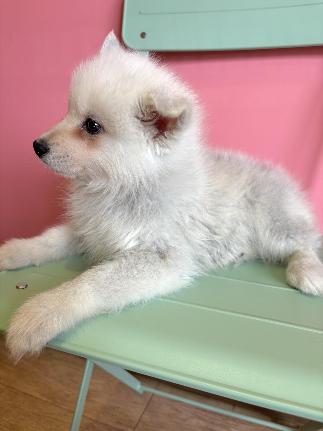 埼玉県のポンスキー(ポメラニアン×シベリアンハスキー) (ペッツスマイル南中野店/2026年1月17日生まれ/男の子/シルバーホワイト)の子犬の2枚目の画像