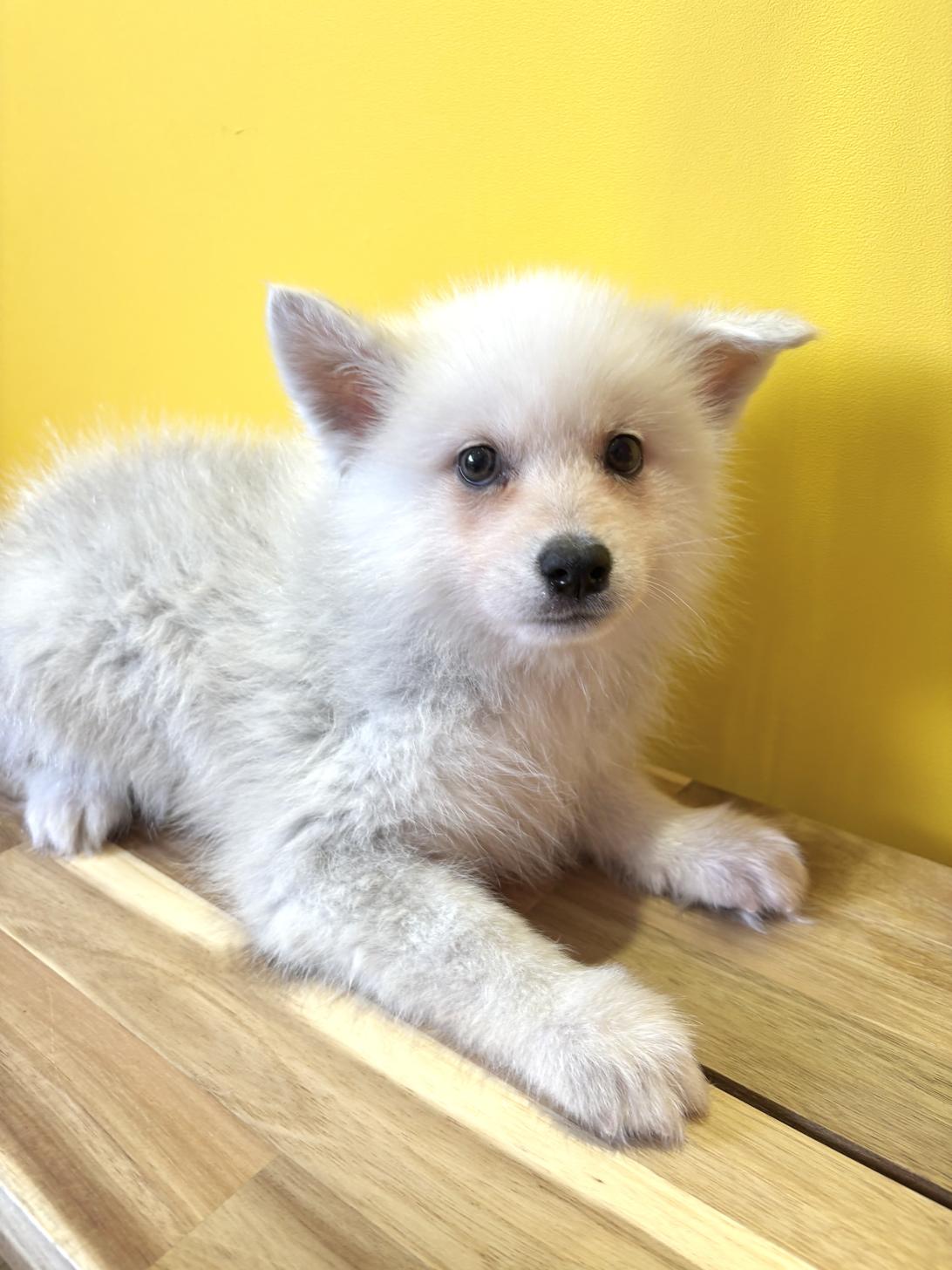 埼玉県のポンスキー(ポメラニアン×シベリアンハスキー) (ペッツスマイル南中野店/2026年1月17日生まれ/男の子/シルバーホワイト)の子犬の3枚目の画像