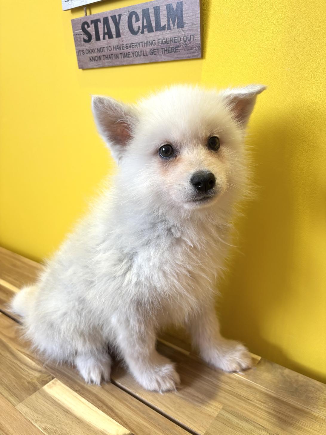 埼玉県のポンスキー(ポメラニアン×シベリアンハスキー) (ペッツスマイル南中野店/2026年1月17日生まれ/男の子/シルバーホワイト)の子犬の4枚目の画像