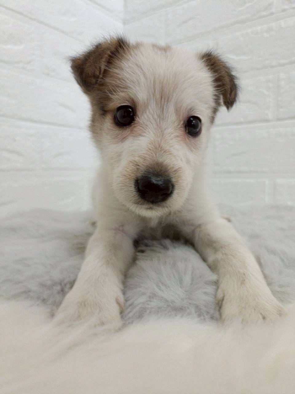 東京都のハーフ犬・ミックス犬 (ペットショップcoco東京港区店/2026年2月2日生まれ/女の子/ブラックタンホワイト)の子犬