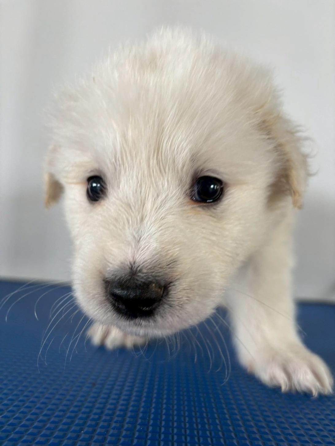 東京都のハーフ犬・ミックス犬 (ペットショップcoco東京港区店/2025年10月28日生まれ/男の子/クリーム)の子犬