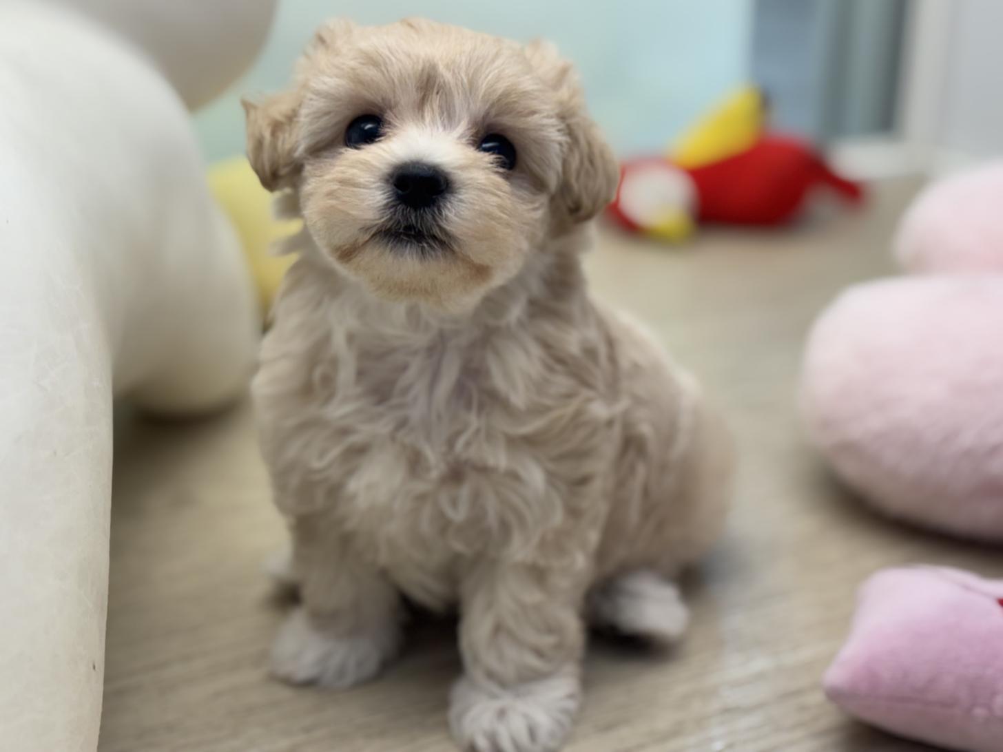 神奈川県のマルプー(マルチーズ×プードル) (Doggy Style 小田原店/2026年5月22日生まれ/女の子/アプリコット)の子犬の2枚目の画像