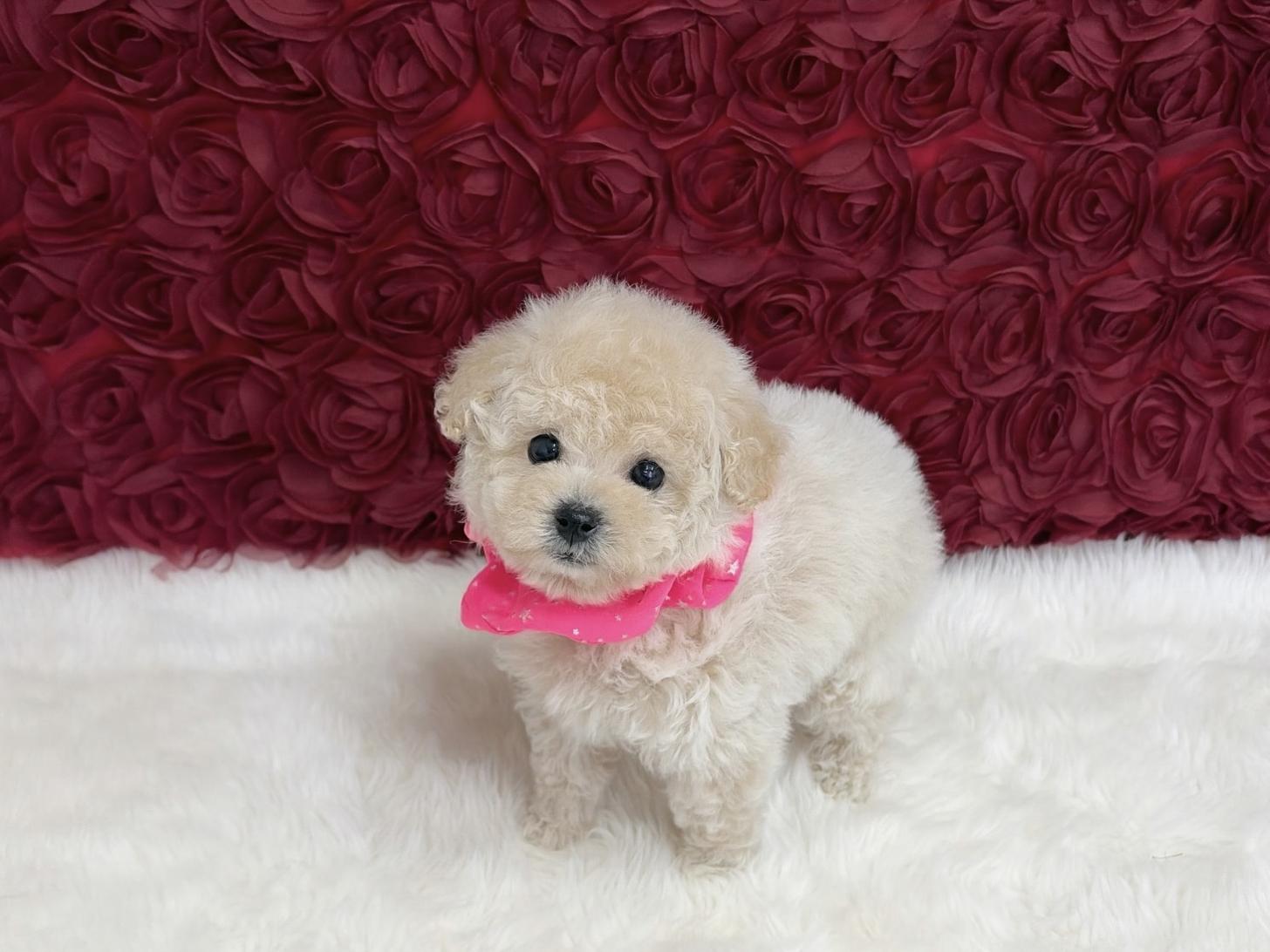 福岡県のトイプードル(ティーカップ) (ぱぴぷぺっと福岡店/2025年11月5日生まれ/女の子/クリーム)の子犬の1枚目の画像