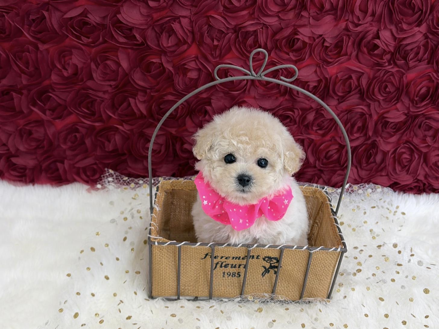 福岡県のトイプードル(ティーカップ) (ぱぴぷぺっと福岡店/2025年11月5日生まれ/女の子/クリーム)の子犬の2枚目の画像