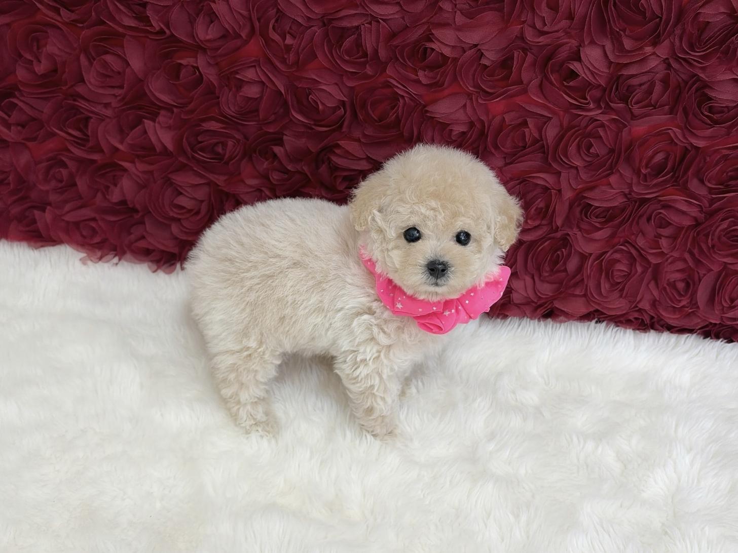 福岡県のトイプードル(ティーカップ) (ぱぴぷぺっと福岡店/2025年11月5日生まれ/女の子/クリーム)の子犬の3枚目の画像