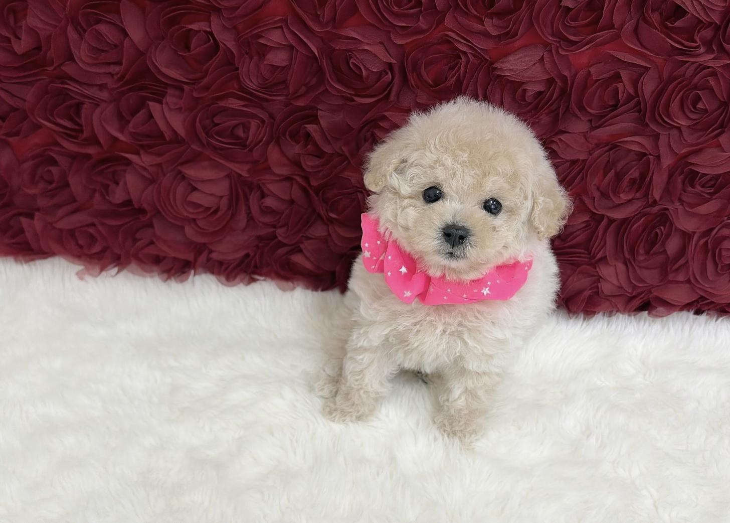 福岡県のトイプードル(ティーカップ) (ぱぴぷぺっと福岡店/2025年11月5日生まれ/女の子/クリーム)の子犬の4枚目の画像