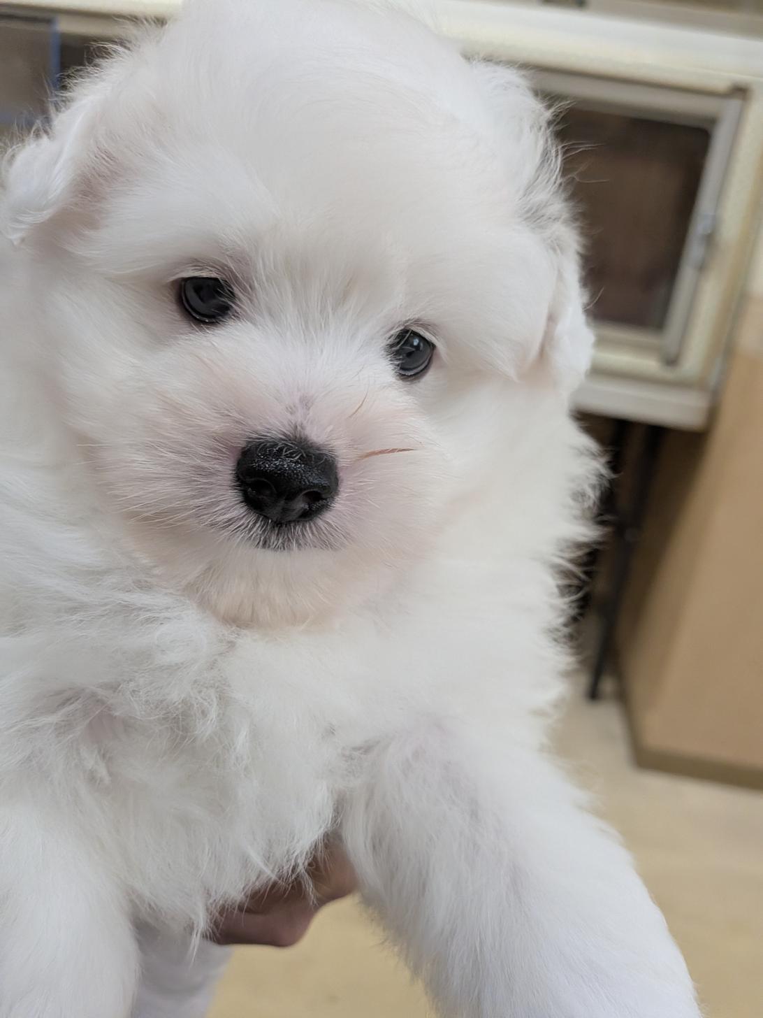 北海道のハーフ犬・ミックス犬 (ドッグ・ワン/2026年4月25日生まれ/男の子/アイボリーホワイト)の子犬の2枚目の画像