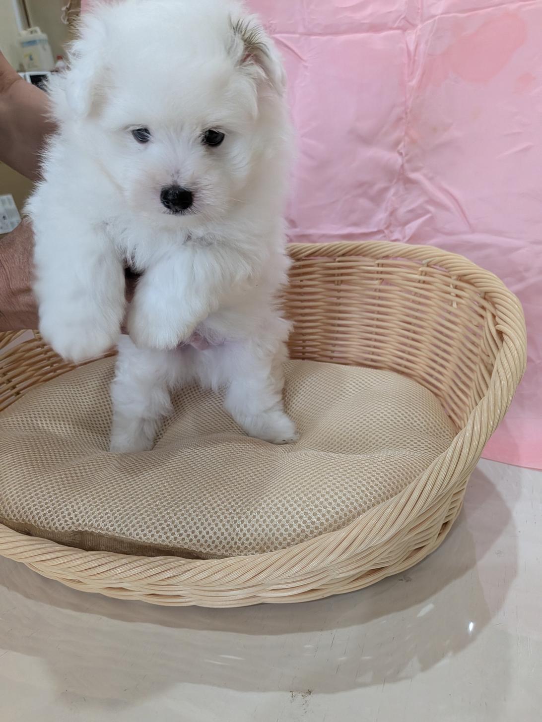 北海道のハーフ犬・ミックス犬 (ドッグ・ワン/2026年4月25日生まれ/男の子/アイボリーホワイト)の子犬の3枚目の画像