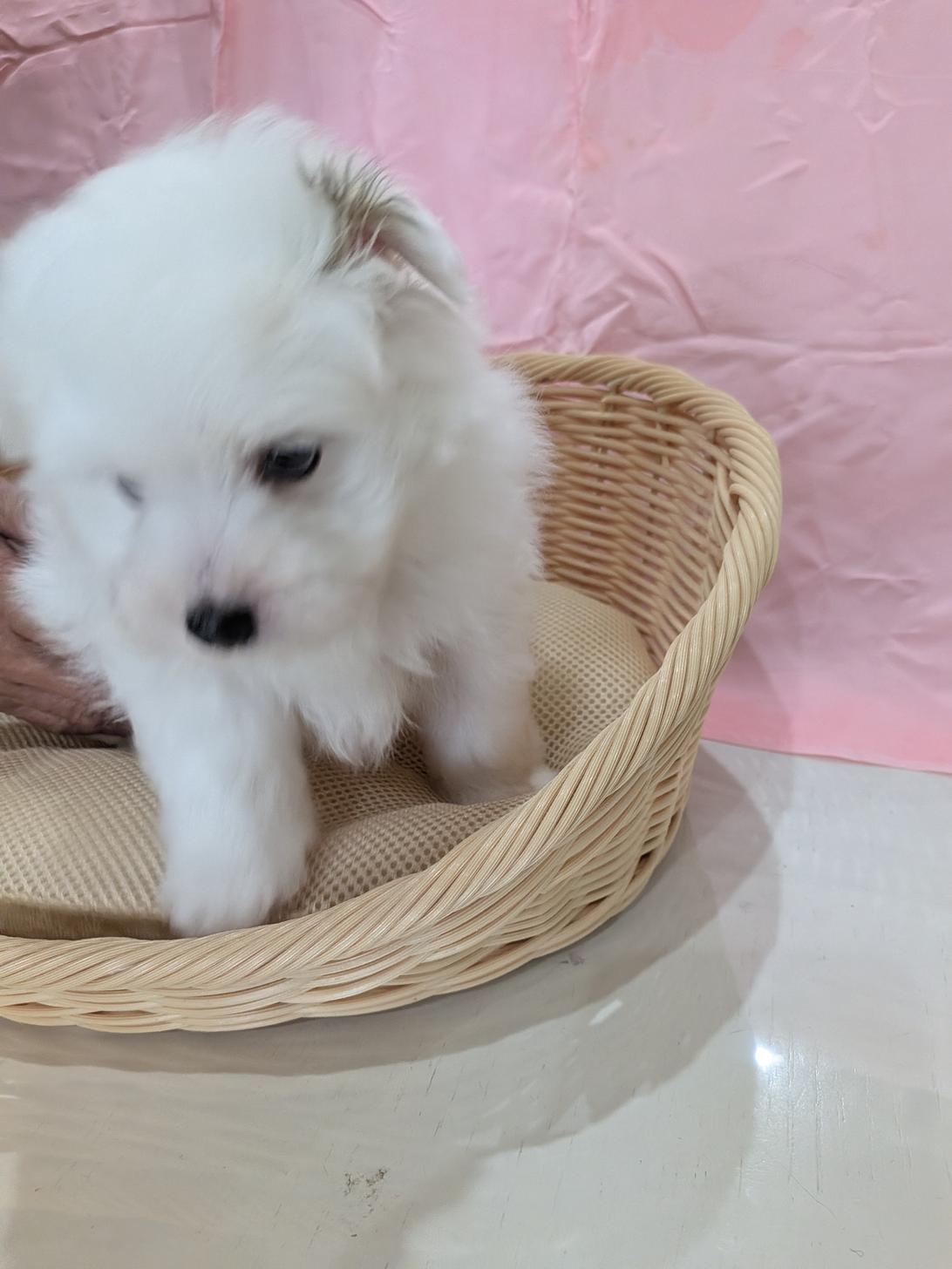 北海道のハーフ犬・ミックス犬 (ドッグ・ワン/2026年4月25日生まれ/男の子/アイボリーホワイト)の子犬の4枚目の画像