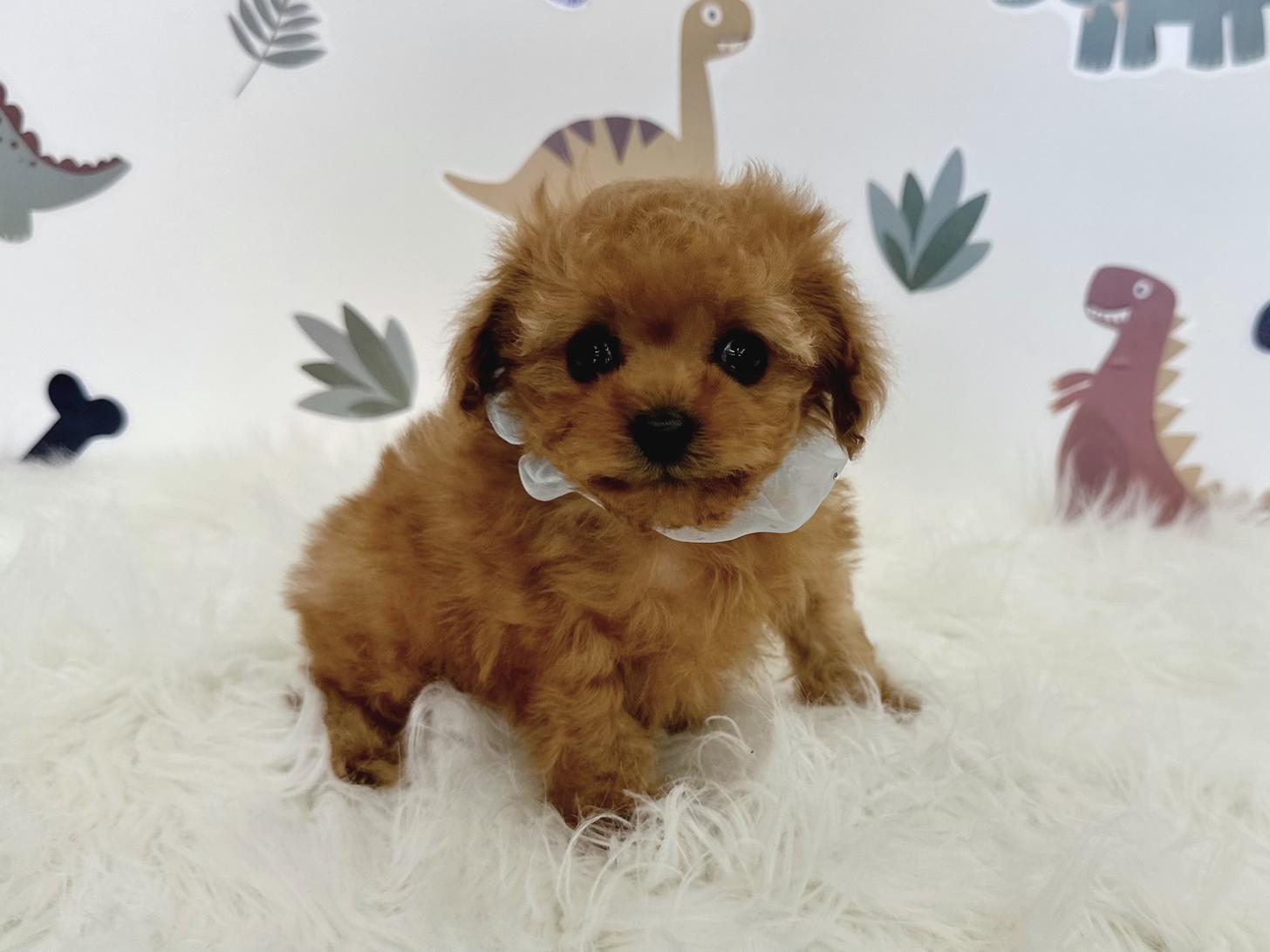 大阪府のトイプードル(ティーカップ) (ぱぴぷぺっと大阪店/2026年1月23日生まれ/男の子/レッド)の子犬の1枚目の画像