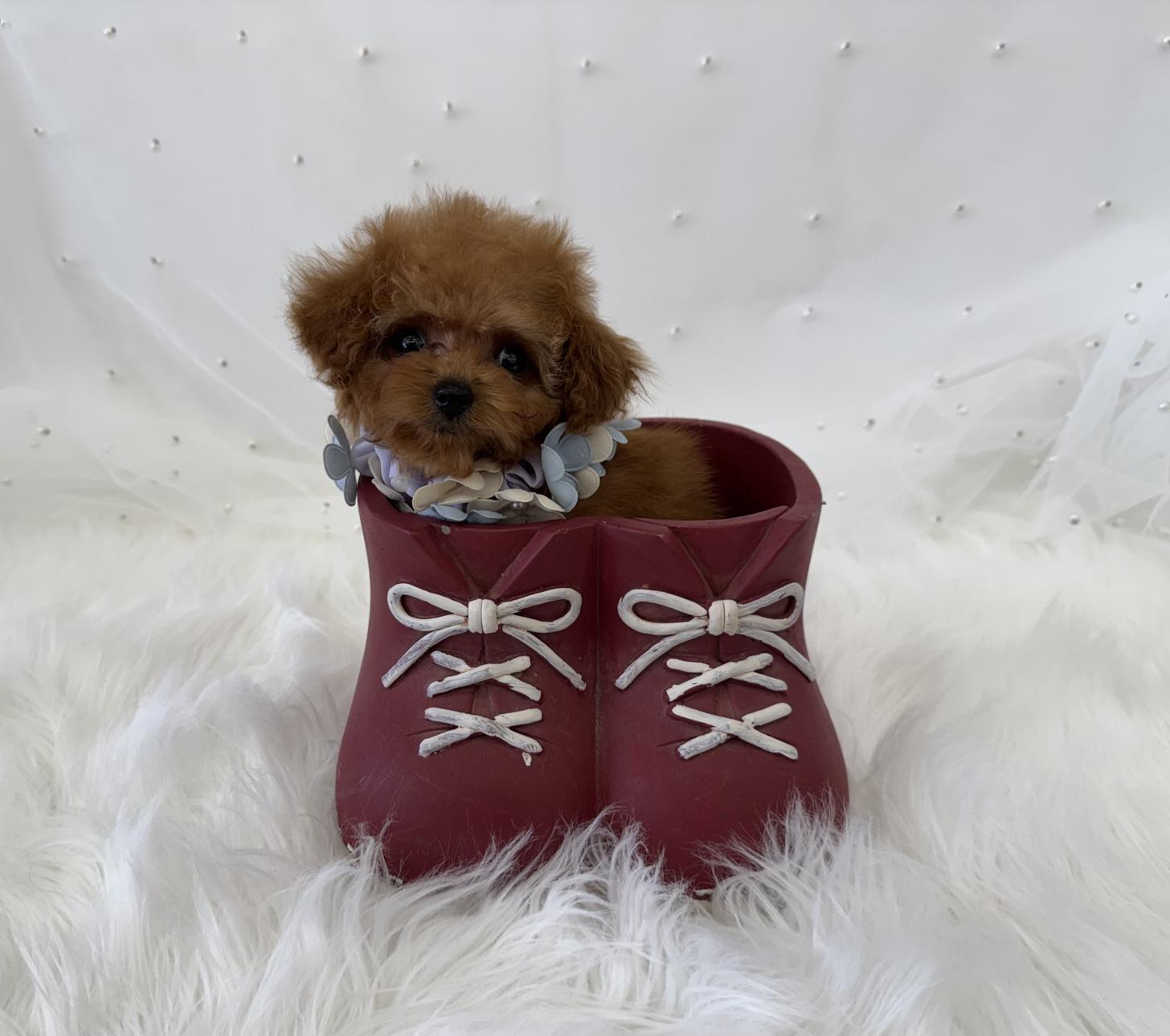 大阪府のトイプードル(ティーカップ) (ぱぴぷぺっと大阪店/2026年1月23日生まれ/男の子/レッド)の子犬の1枚目の画像