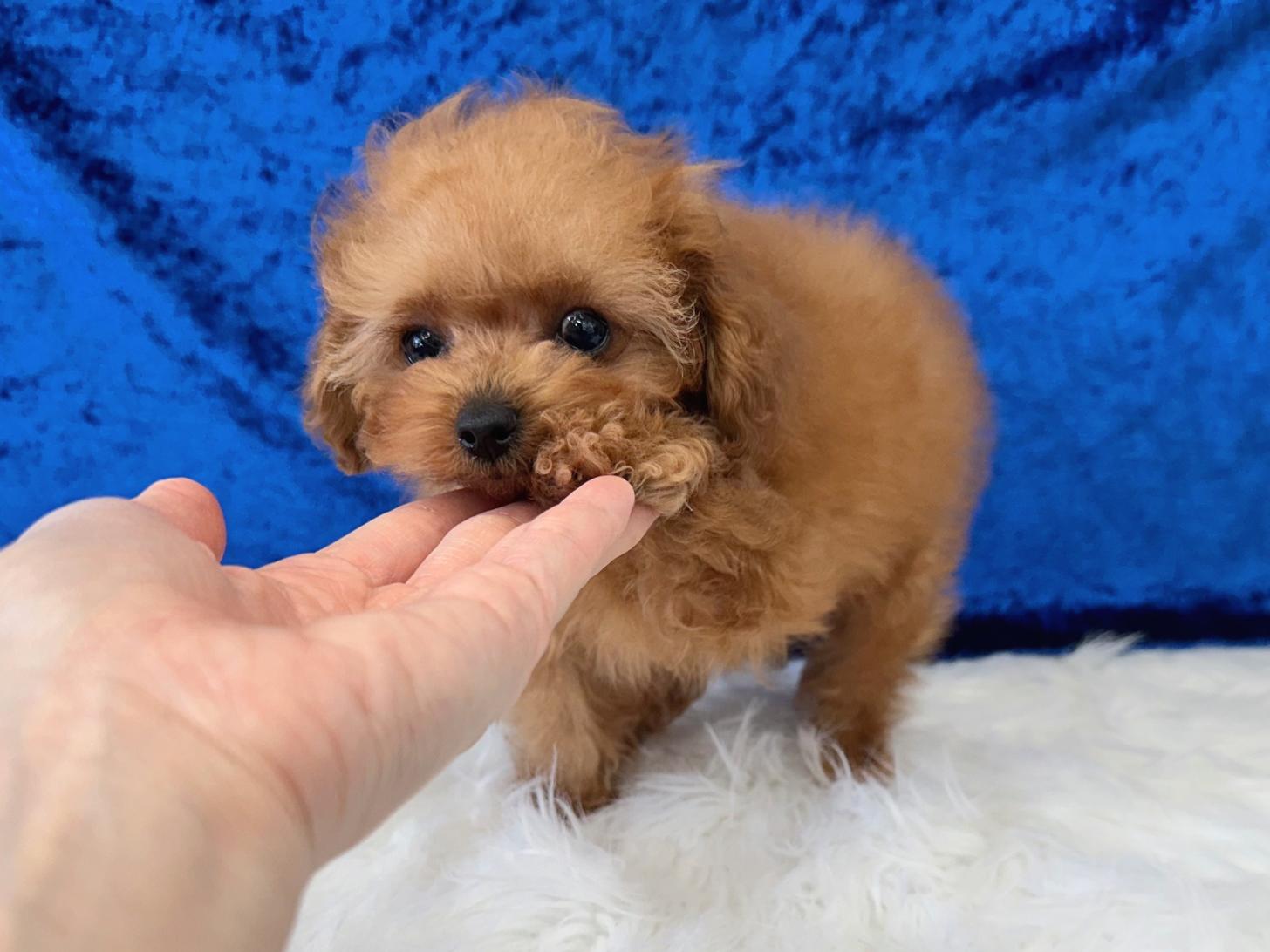 大阪府のトイプードル(ティーカップ) (ぱぴぷぺっと大阪店/2026年1月23日生まれ/男の子/レッド)の子犬の1枚目の画像