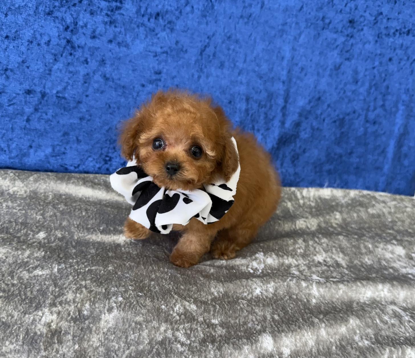 大阪府のトイプードル(ティーカップ) (ぱぴぷぺっと大阪店/2026年1月23日生まれ/男の子/レッド)の子犬