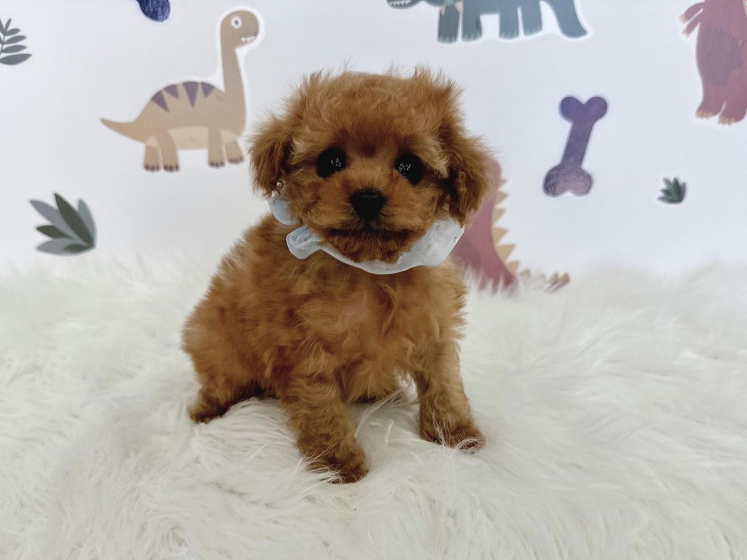 大阪府のトイプードル(ティーカップ) (ぱぴぷぺっと大阪店/2026年1月23日生まれ/男の子/レッド)の子犬の2枚目の画像