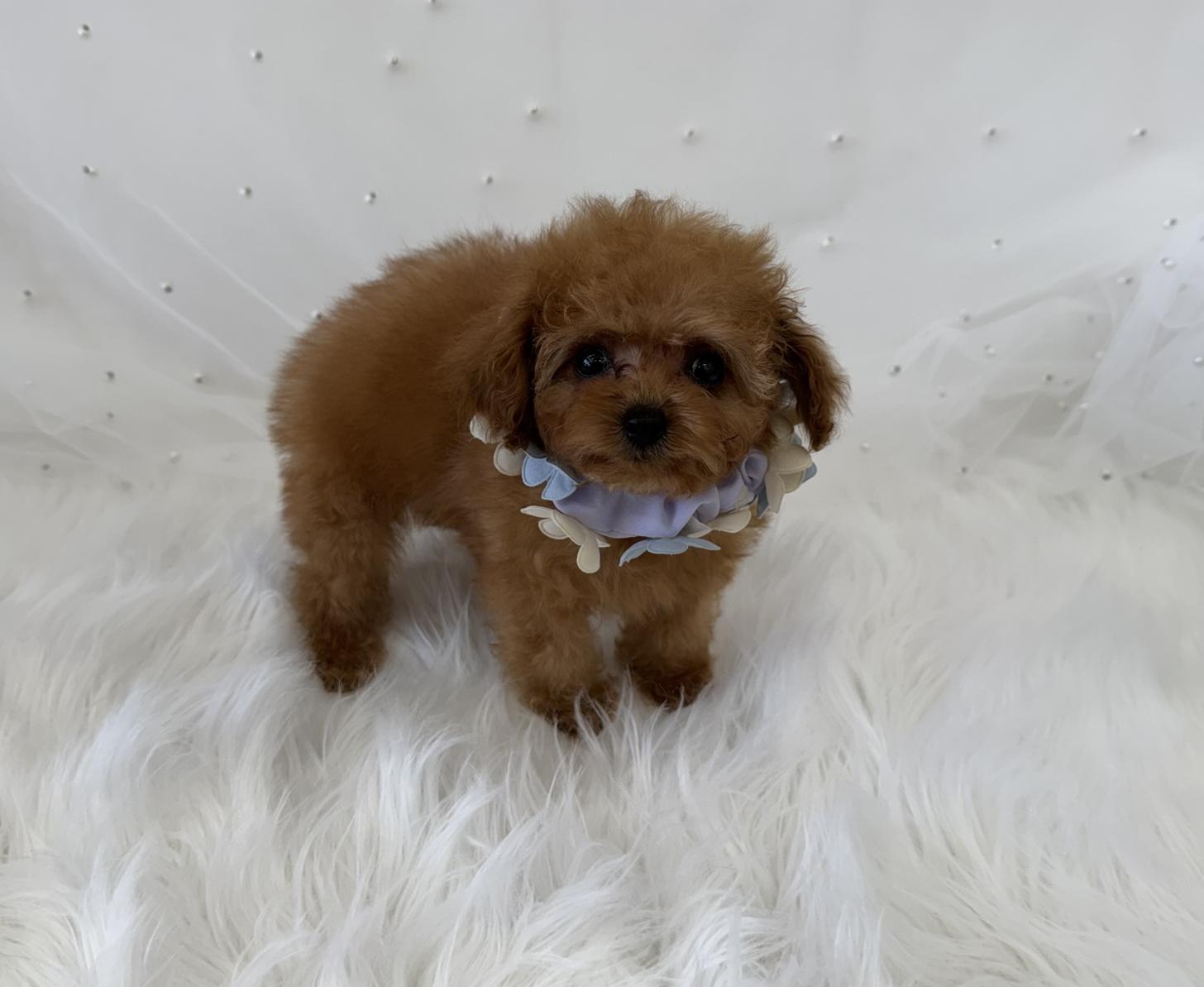 大阪府のトイプードル(ティーカップ) (ぱぴぷぺっと大阪店/2026年1月23日生まれ/男の子/レッド)の子犬の2枚目の画像