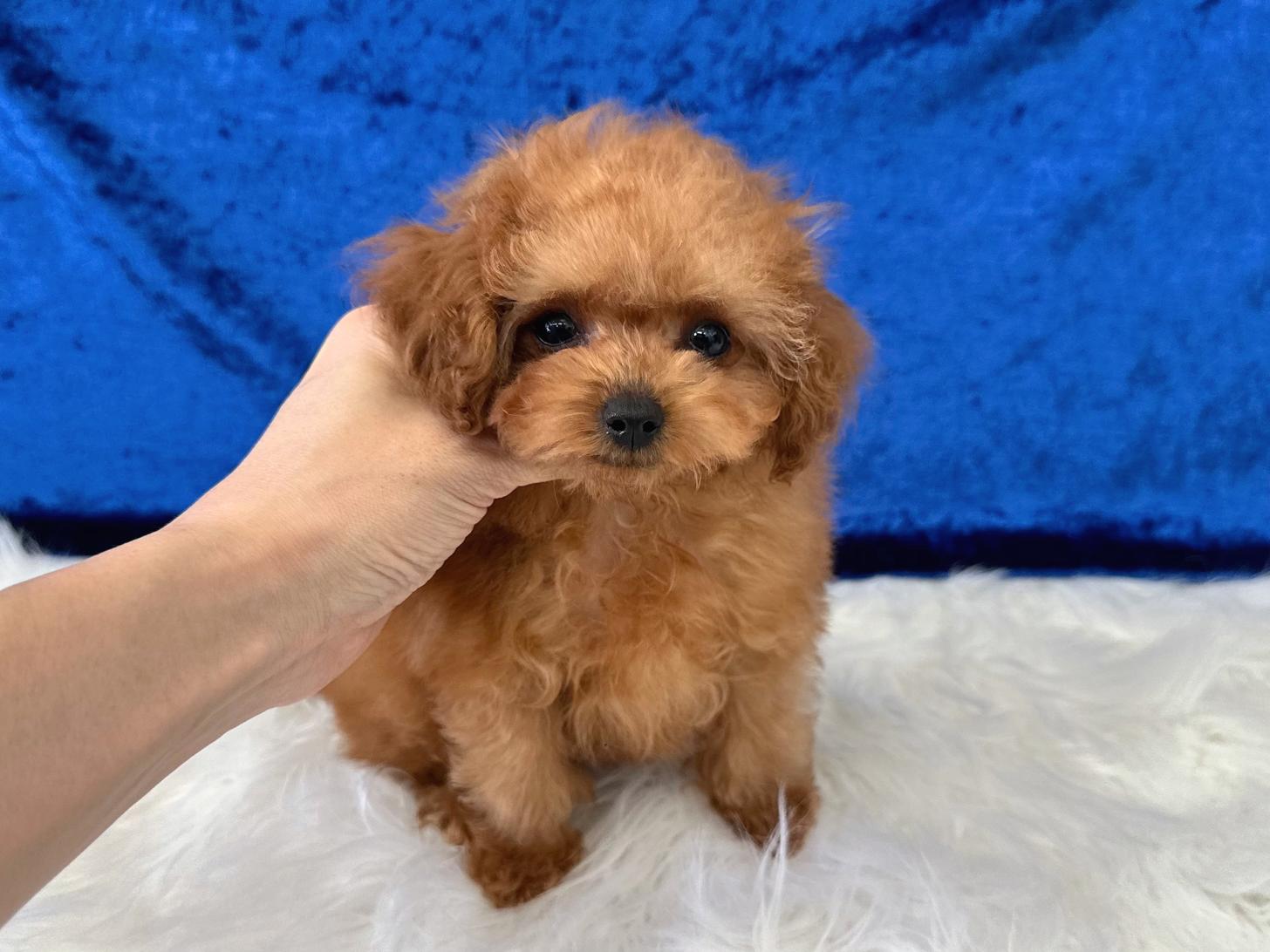 大阪府のトイプードル(ティーカップ) (ぱぴぷぺっと大阪店/2026年1月23日生まれ/男の子/レッド)の子犬の2枚目の画像