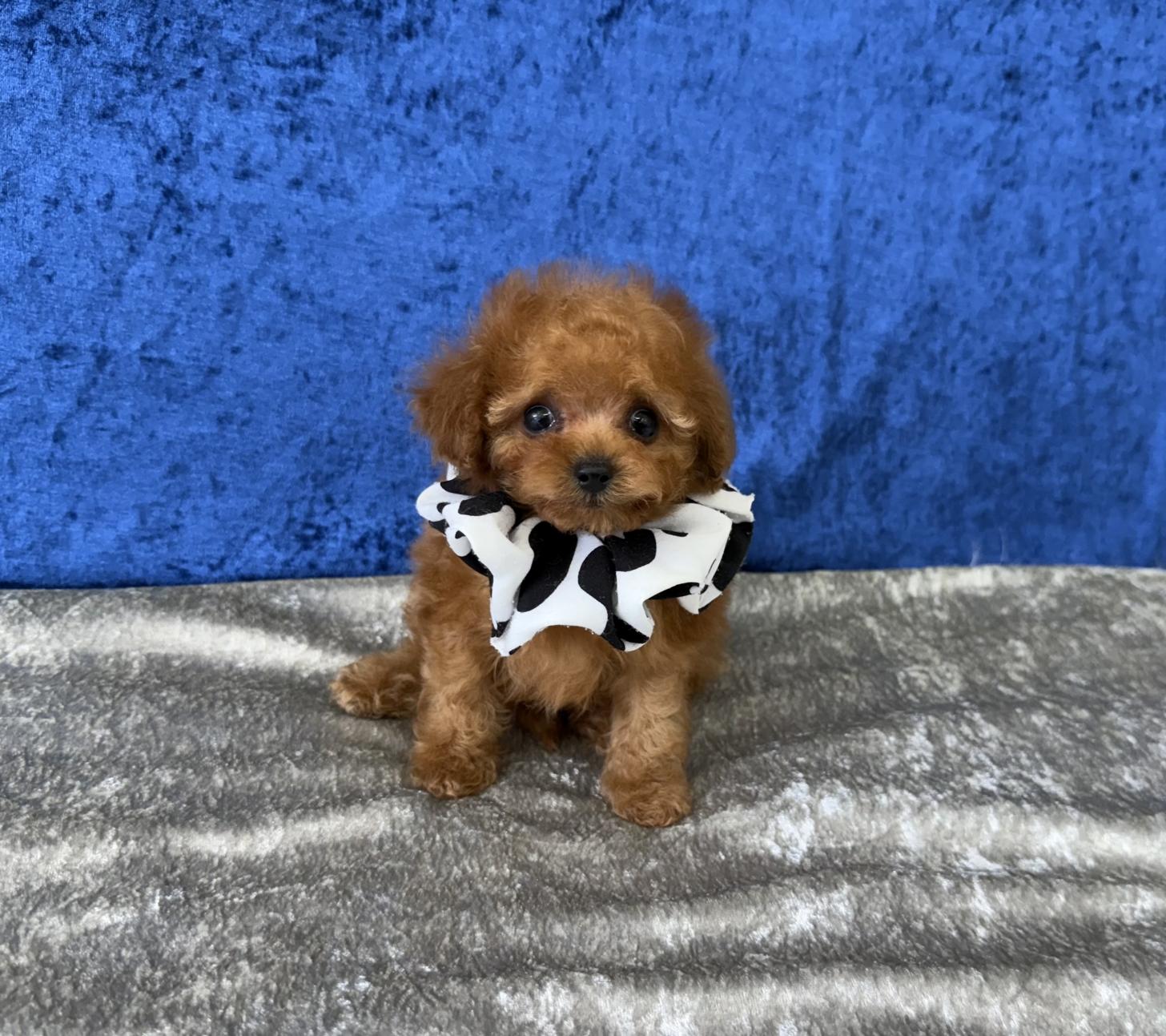 大阪府のトイプードル(ティーカップ) (ぱぴぷぺっと大阪店/2026年1月23日生まれ/男の子/レッド)の子犬の2枚目の画像