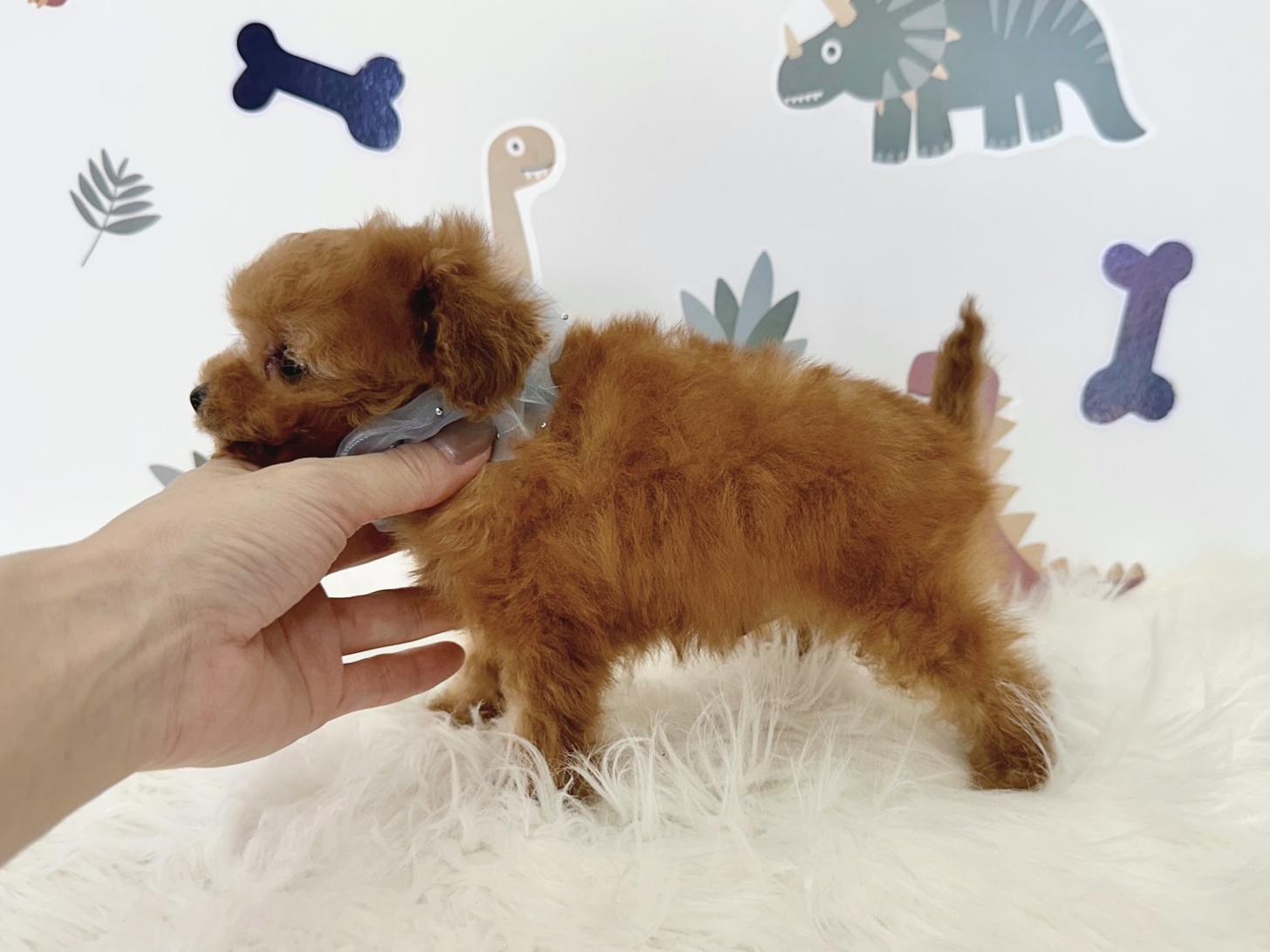 大阪府のトイプードル(ティーカップ) (ぱぴぷぺっと大阪店/2026年1月23日生まれ/男の子/レッド)の子犬の3枚目の画像