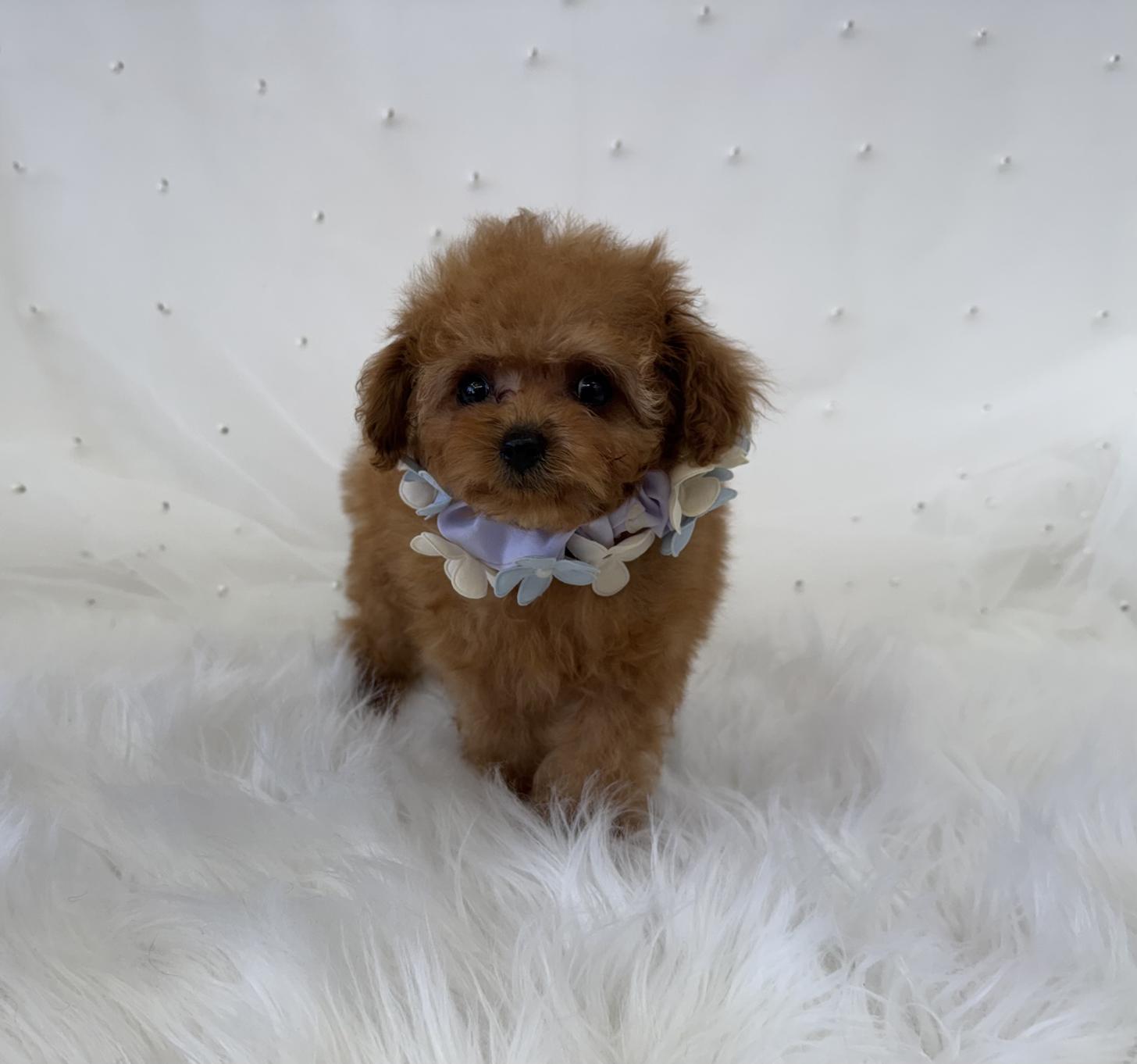 大阪府のトイプードル(ティーカップ) (ぱぴぷぺっと大阪店/2026年1月23日生まれ/男の子/レッド)の子犬の3枚目の画像