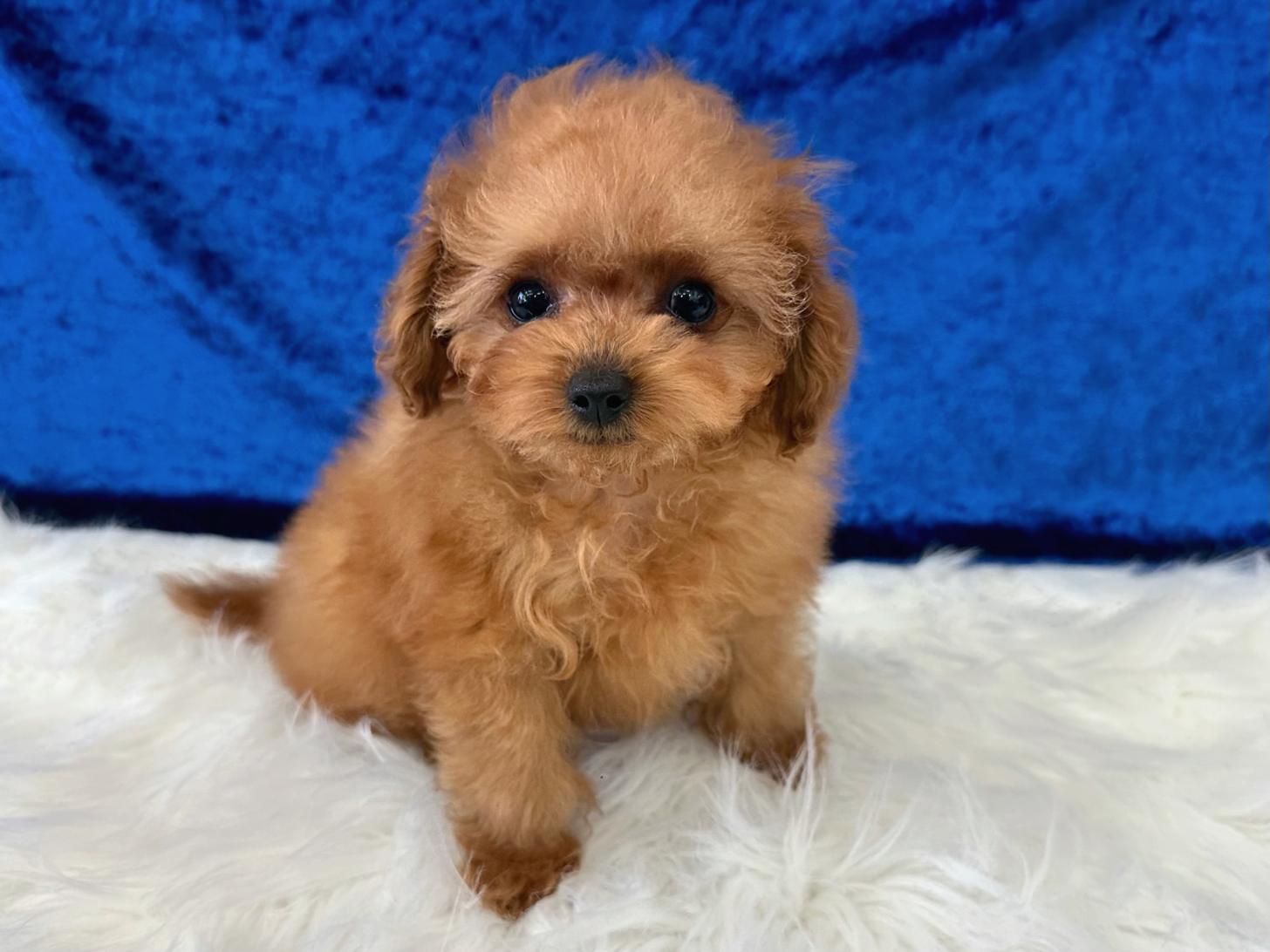 大阪府のトイプードル(ティーカップ) (ぱぴぷぺっと大阪店/2026年1月23日生まれ/男の子/レッド)の子犬の3枚目の画像