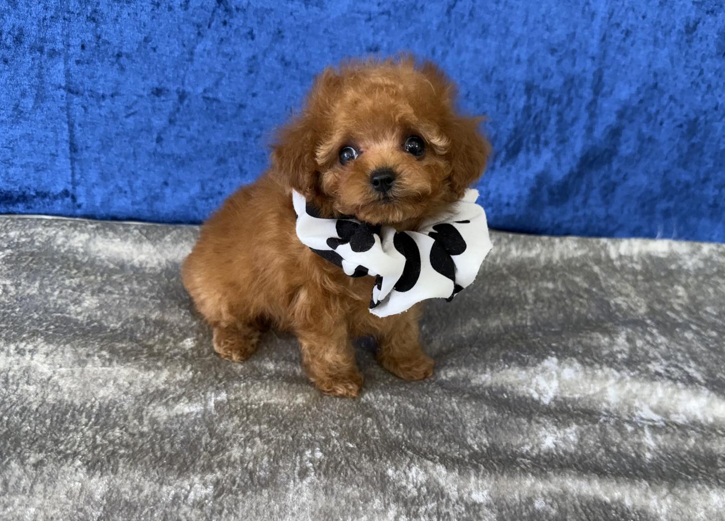 大阪府のトイプードル(ティーカップ) (ぱぴぷぺっと大阪店/2026年1月23日生まれ/男の子/レッド)の子犬の3枚目の画像