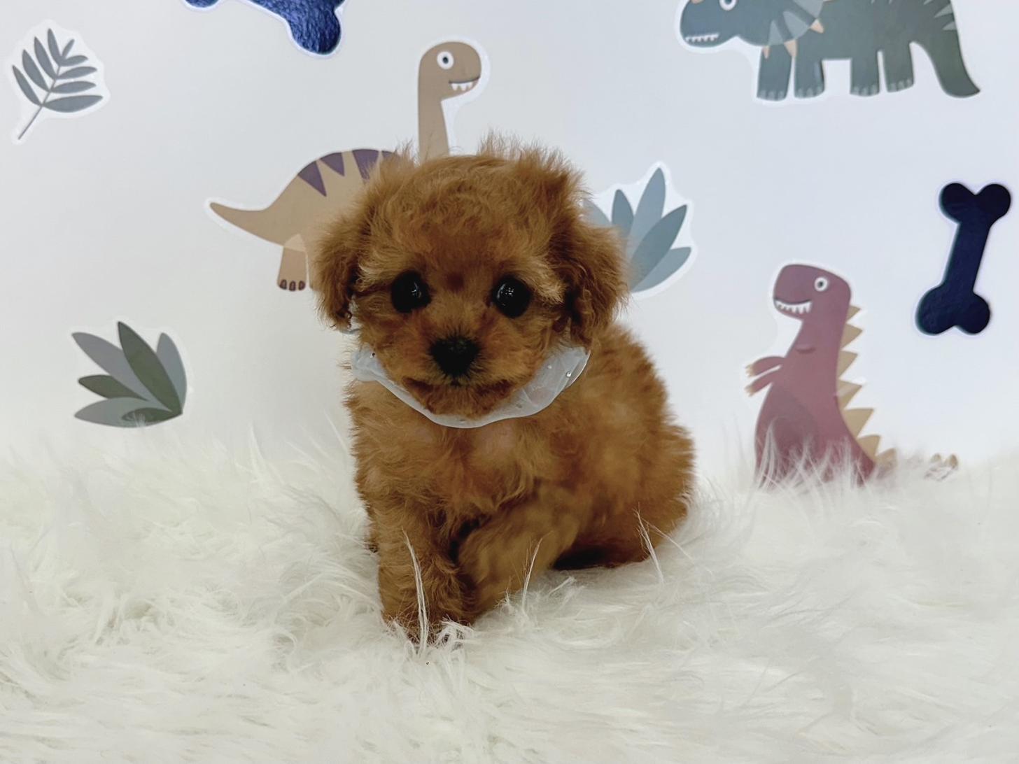 大阪府のトイプードル(ティーカップ) (ぱぴぷぺっと大阪店/2026年1月23日生まれ/男の子/レッド)の子犬の4枚目の画像