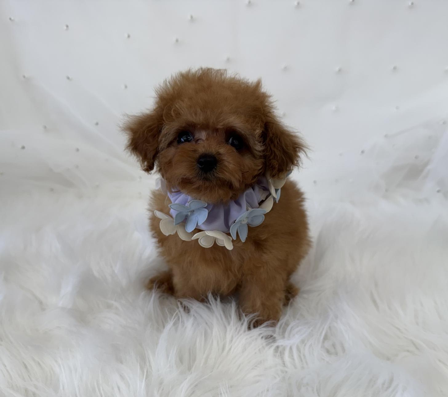 大阪府のトイプードル(ティーカップ) (ぱぴぷぺっと大阪店/2026年1月23日生まれ/男の子/レッド)の子犬の4枚目の画像