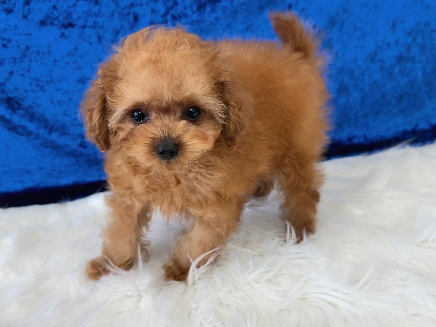 大阪府のトイプードル(ティーカップ) (ぱぴぷぺっと大阪店/2026年1月23日生まれ/男の子/レッド)の子犬の4枚目の画像