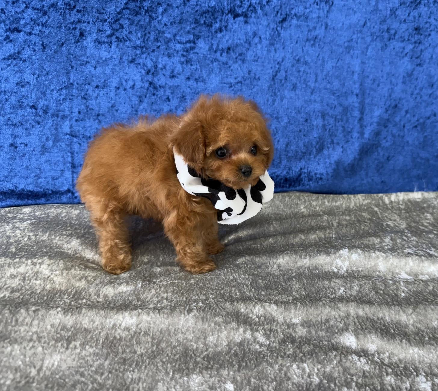 大阪府のトイプードル(ティーカップ) (ぱぴぷぺっと大阪店/2026年1月23日生まれ/男の子/レッド)の子犬の4枚目の画像