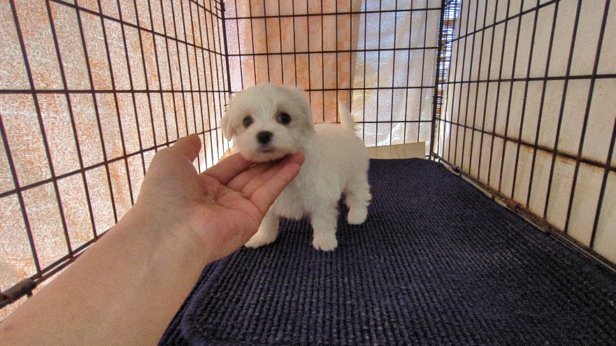 茨城県のマルチーズ (ペットショップスズキ/2025年11月8日生まれ/女の子/ホワイト)の子犬の1枚目の画像