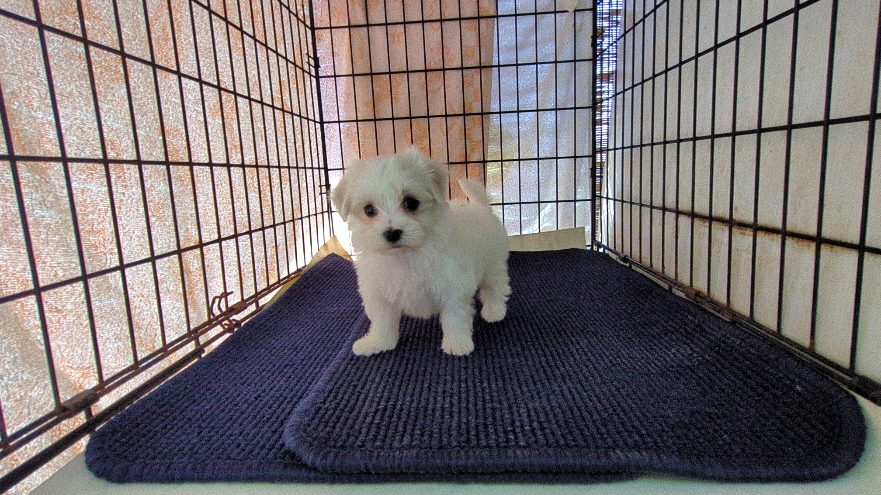 茨城県のマルチーズ (ペットショップスズキ/2025年11月8日生まれ/女の子/ホワイト)の子犬の2枚目の画像