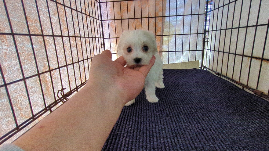 茨城県のマルチーズ (ペットショップスズキ/2025年11月8日生まれ/女の子/ホワイト)の子犬の3枚目の画像