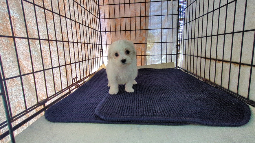 茨城県のマルチーズ (ペットショップスズキ/2025年11月8日生まれ/女の子/ホワイト)の子犬の4枚目の画像