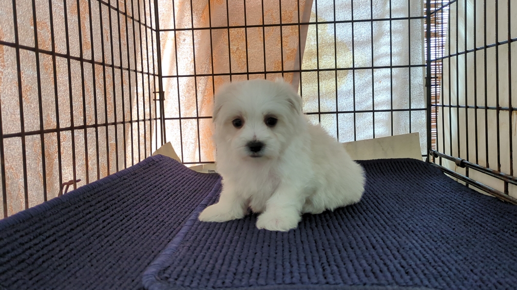 茨城県のマルチーズ (ペットショップスズキ/2025年11月8日生まれ/男の子/ホワイト)の子犬の1枚目の画像