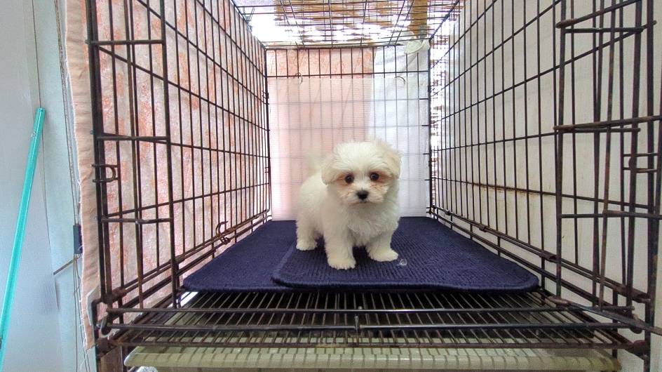 茨城県のマルチーズ (ペットショップスズキ/2025年11月8日生まれ/男の子/ホワイト)の子犬の1枚目の画像