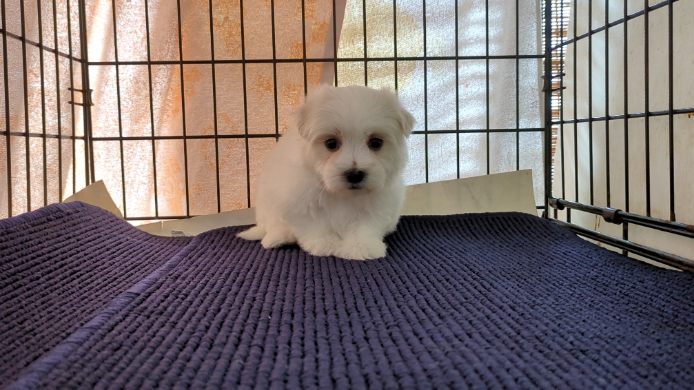 茨城県のマルチーズ (ペットショップスズキ/2025年11月8日生まれ/男の子/ホワイト)の子犬の2枚目の画像