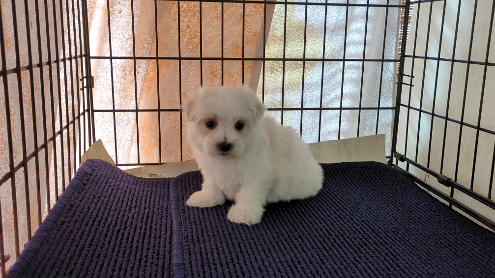 茨城県のマルチーズ (ペットショップスズキ/2025年11月8日生まれ/男の子/ホワイト)の子犬の3枚目の画像