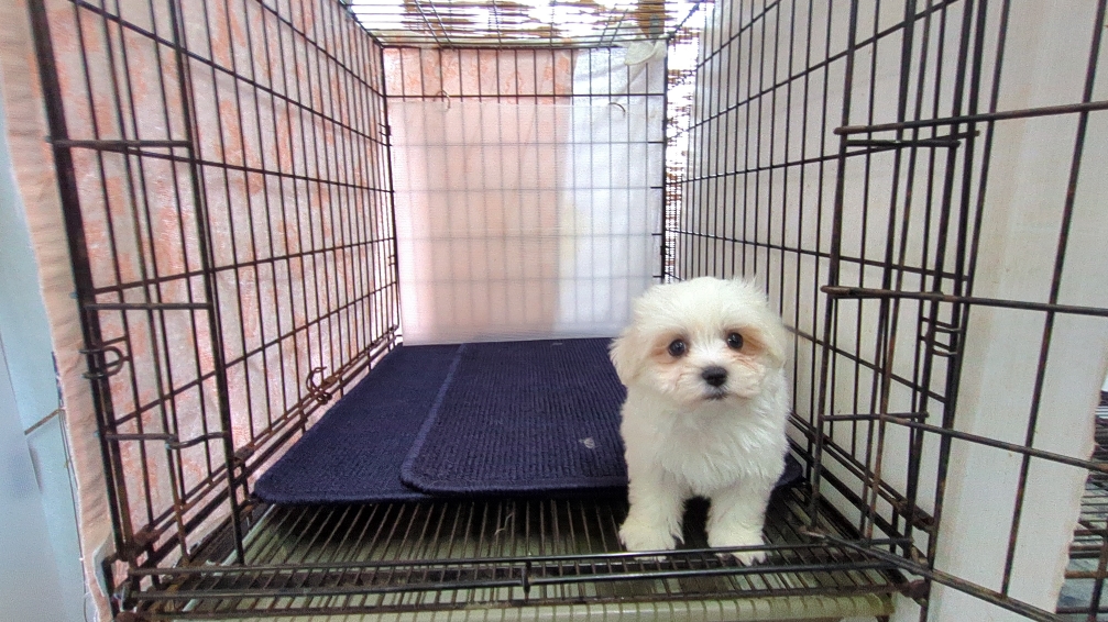 茨城県のマルチーズ (ペットショップスズキ/2025年11月8日生まれ/男の子/ホワイト)の子犬の3枚目の画像