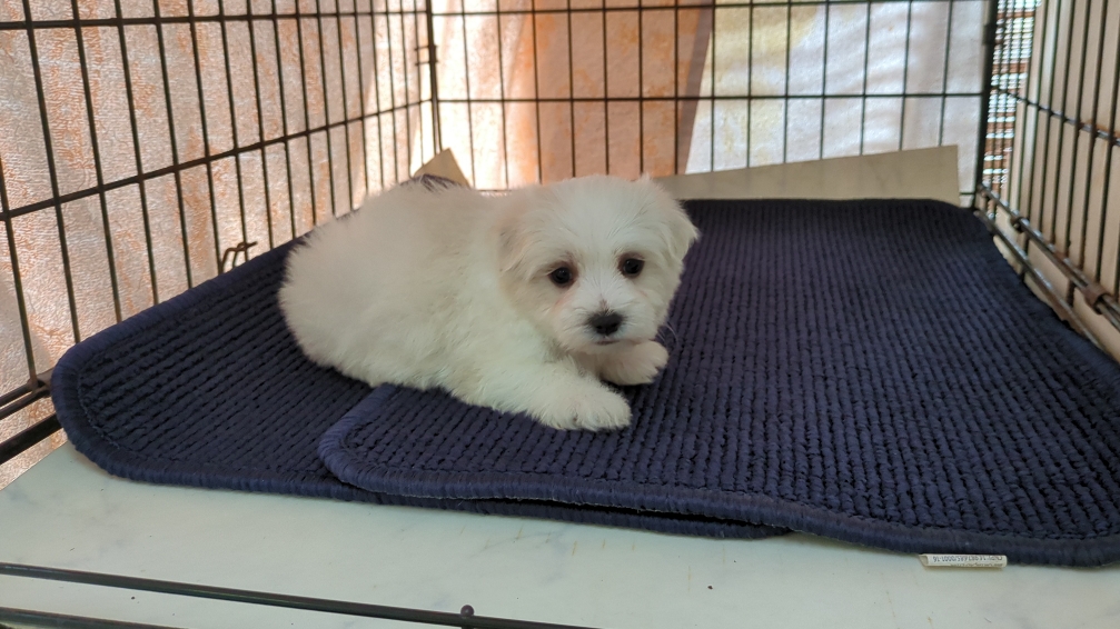 茨城県のマルチーズ (ペットショップスズキ/2025年11月8日生まれ/男の子/ホワイト)の子犬の4枚目の画像