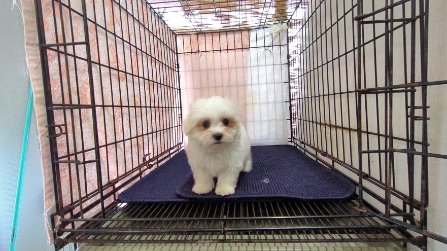 茨城県のマルチーズ (ペットショップスズキ/2025年11月8日生まれ/男の子/ホワイト)の子犬の4枚目の画像