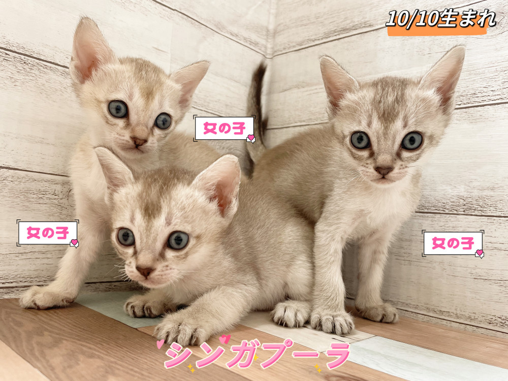 新潟県のシンガプーラ (竹内ペット 新津本店/2025年10月10日生まれ/女の子/その他色)の子猫の1枚目の画像