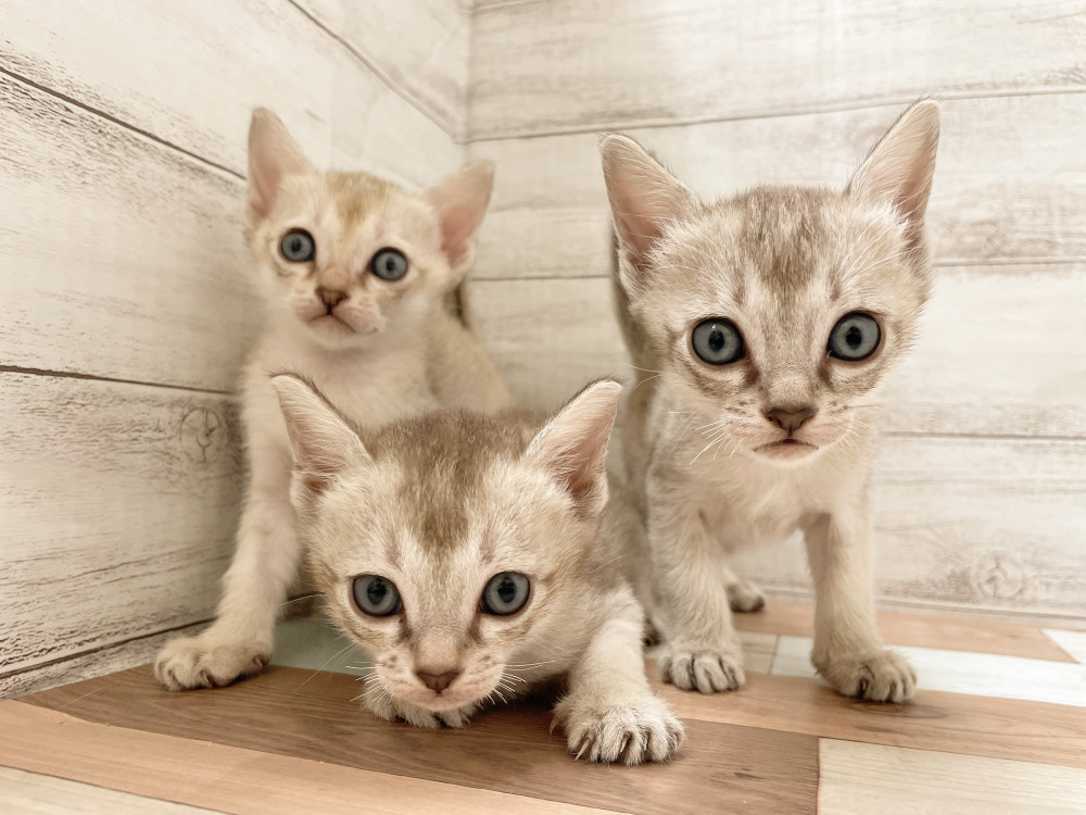 新潟県のシンガプーラ (竹内ペット 新津本店/2025年10月10日生まれ/女の子/その他色)の子猫の2枚目の画像