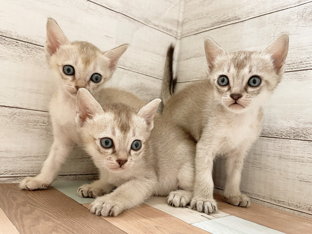 新潟県のシンガプーラ (竹内ペット 新津本店/2025年10月10日生まれ/女の子/その他色)の子猫の3枚目の画像