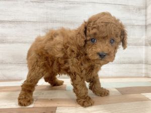 新潟県のトイプードル(トイ) (竹内ペット 新津本店/2026年2月11日生まれ/女の子/レッド)の子犬の4枚目の画像