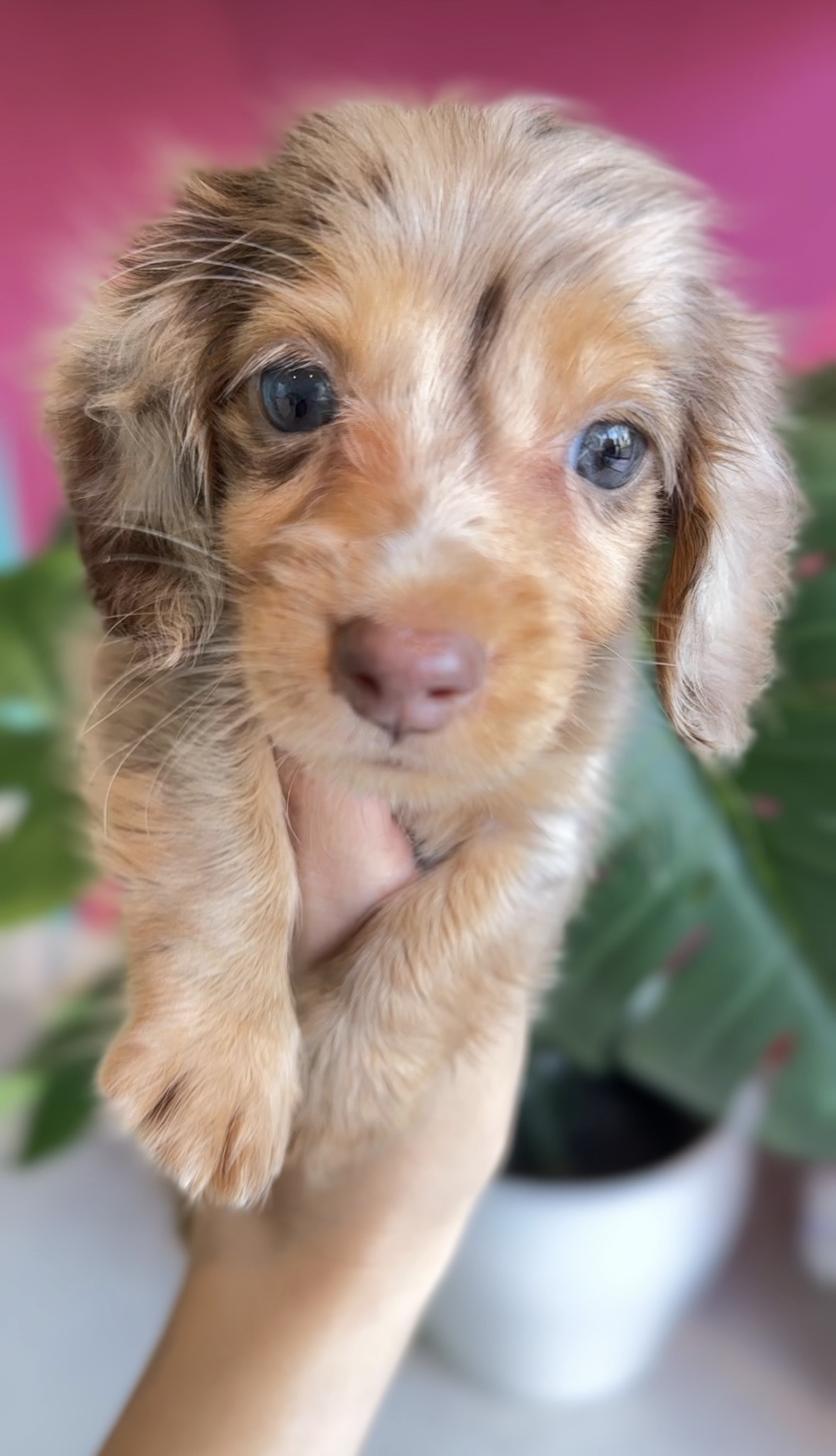 埼玉県のミニチュアダックスフンド(ロング) (PET SHOP Tiny tales/2025年8月8日生まれ/男の子/チョコレートダップル)の子犬の1枚目の画像