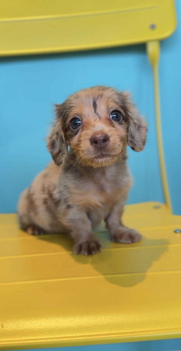 埼玉県のミニチュアダックスフンド(ロング) (PET SHOP Tiny tales/2025年8月8日生まれ/男の子/チョコレートダップル)の子犬の2枚目の画像