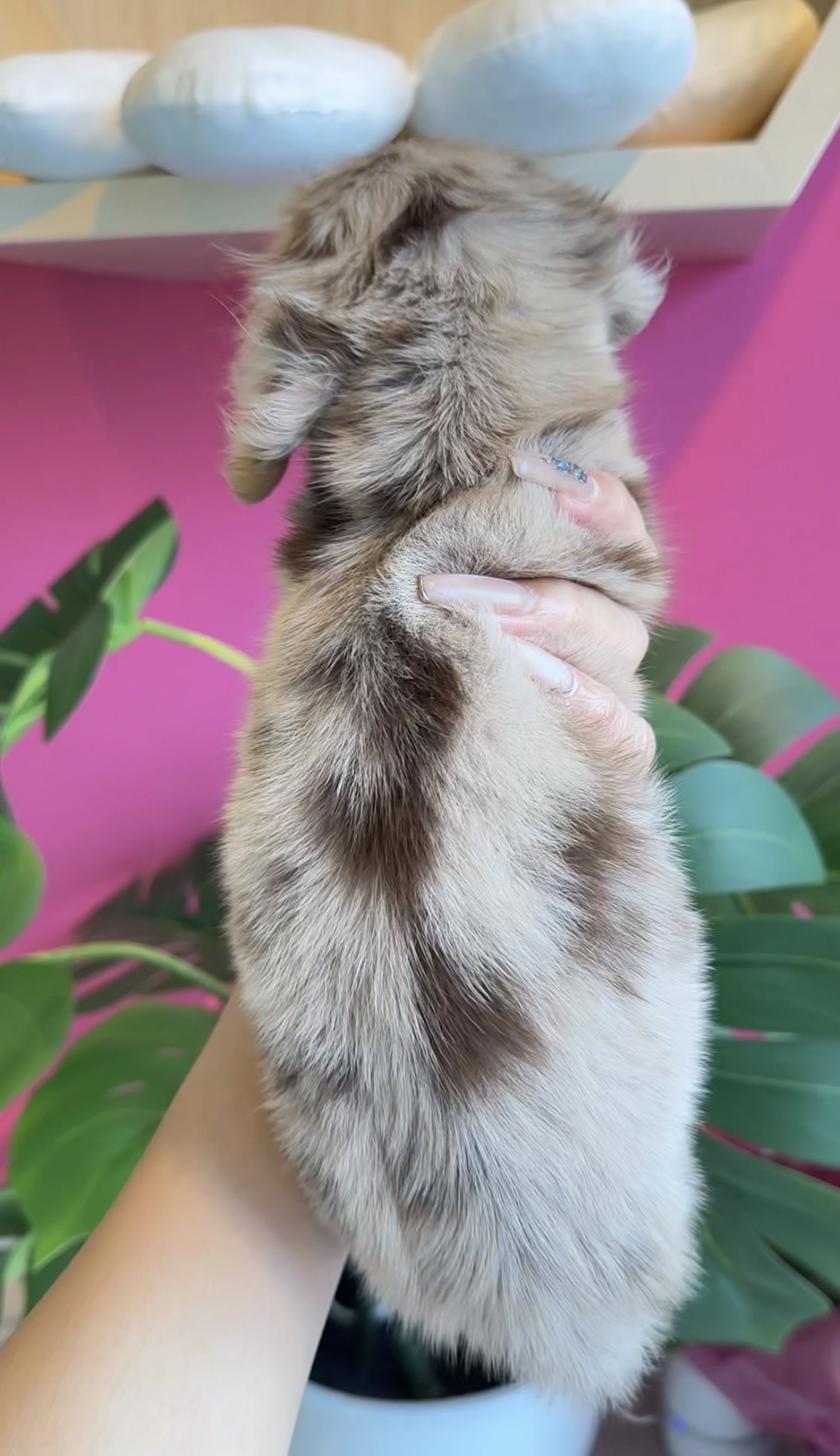 埼玉県のミニチュアダックスフンド(ロング) (PET SHOP Tiny tales/2025年8月8日生まれ/男の子/チョコレートダップル)の子犬の3枚目の画像