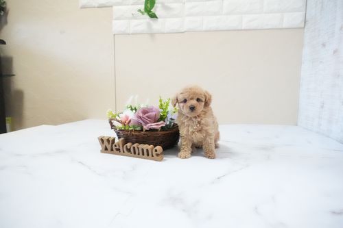 滋賀県のトイプードル(タイニー) (いっぷく湖南店/2025年11月25日生まれ/男の子/オレンジフォーン)の子犬の1枚目の画像