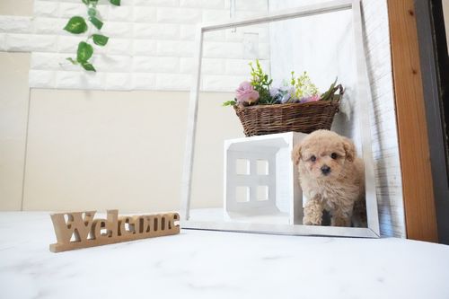 滋賀県のトイプードル(タイニー) (いっぷく湖南店/2025年11月25日生まれ/男の子/オレンジフォーン)の子犬の2枚目の画像