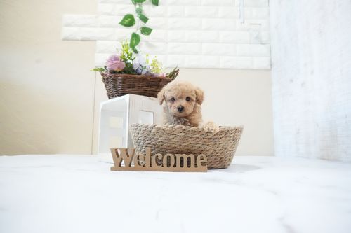 滋賀県のトイプードル(タイニー) (いっぷく湖南店/2025年11月25日生まれ/男の子/オレンジフォーン)の子犬の3枚目の画像